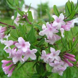 Honeysuckle, Lilac-flowered